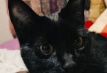 Sacrificios de animales en Noche de Brujas o Halloween: una puerta a energías oscuras y consecuencias kármicas, alerta santera