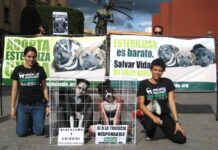 Crueldad animal cometida por menores de edad, aumentó un 100% desde 2018: AnimaNaturalis México