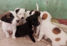 Adopta, salva y transforma una vida: Primera Feria de adopción en Morelia 2025