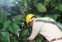 Así se siente el dengue grave; SSM brinda atención gratuita