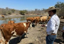 PRD Michoacán cierra filas con productores ante aranceles de Estados Unidos: Octavio Ocampo