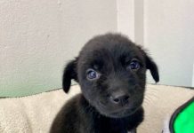 Esté sábado feria de adopción interestelar: peludos en busca de un hogar lleno de amor