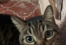 “Peludos buscan hogar: Feria de Adopción de Michitos Interestelares”