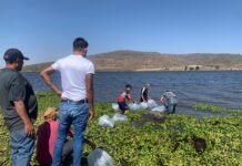 Impulsan repoblación acuática en Puruándiro con liberación de 40 mil crías de mojarra