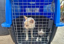 En cateo, FGE asegura ejemplares felinos víctimas de maltrato, en Senguio