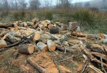 INTEGRA FGR INVESTIGACIÓN POR UN DELITO COMETIDO CONTRA LA BIODIVERSIDAD EN ZIRACUARETIO