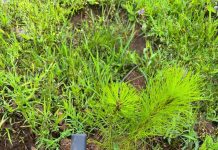 Pulmón de Michoacán crece, 7 de cada 10 árboles reforestados sobreviven: Cofom