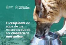 SSM te dice cómo combatir el dengue en casa: lava, tapa, voltea y tira