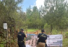 Cumplimenta FGE cateo en predio relacionado con tala y cultivo ilegal de aguacate en Salvador Escalante