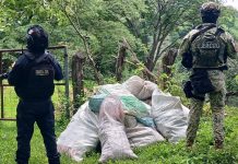 Localizados 16 costales de marihuana en Tuzantla: SSP