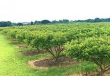 Vinculan a proceso a presunto responsable de ocasionar daño patrimonial a productor de guayaba en Taretan