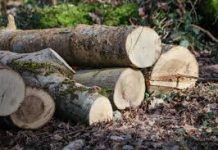 Inicia FGE Carpeta de Investigación por aseguramiento de material forestal; detiene a seis personas