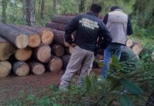 INTEGRA FGR INVESTIGACIÓN CONTRA UNA PERSONA POR UN DELITO COMETIDO CONTRA LA BIODIVERSIDAD EN LOS REYES, MICHOACÁN